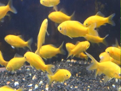 Large range of Tropical Fish