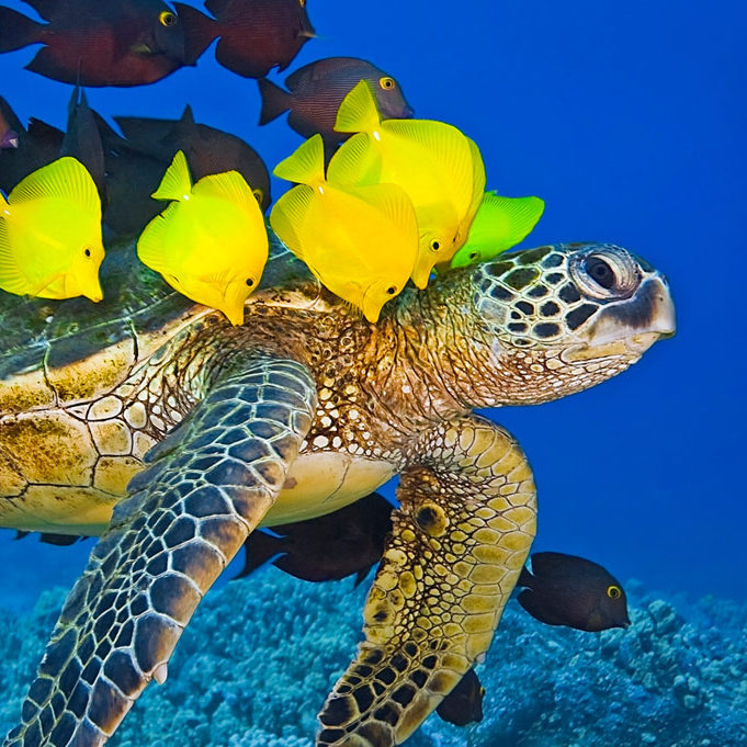 Amazing Sea Turtle