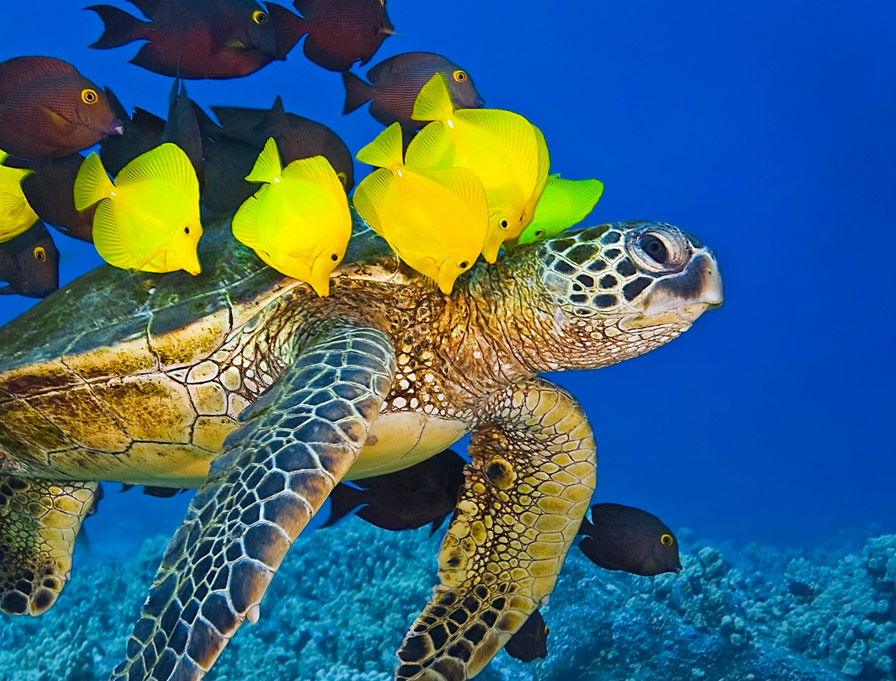 Amazing Sea Turtle