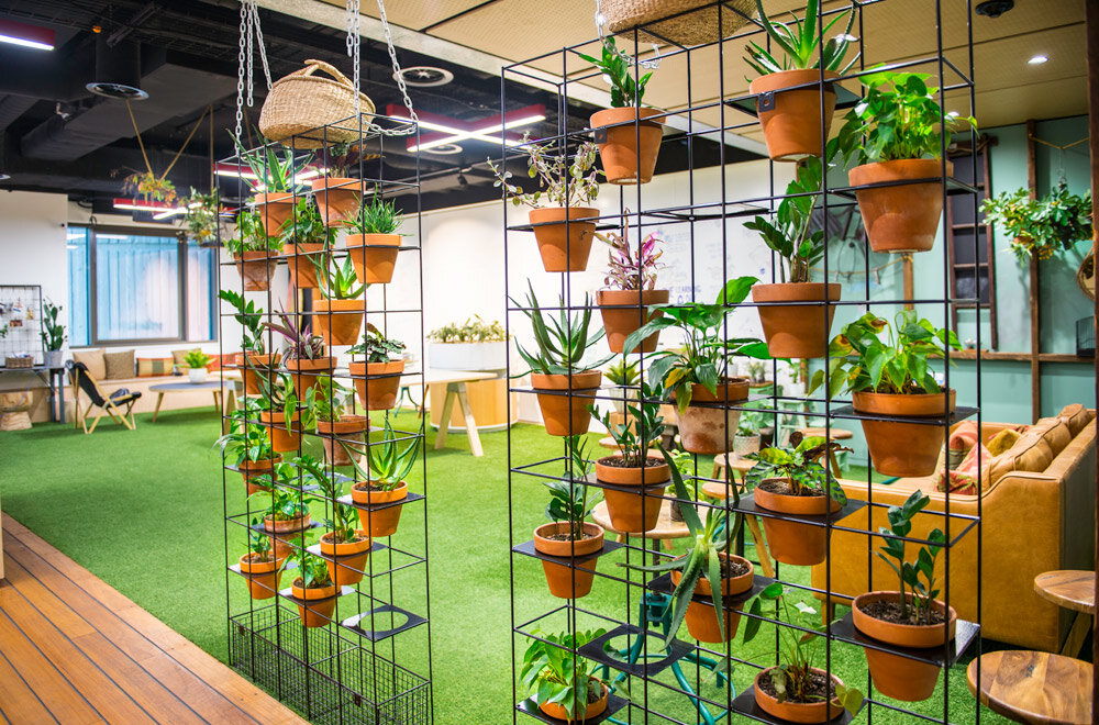 Indoor Plant Hire